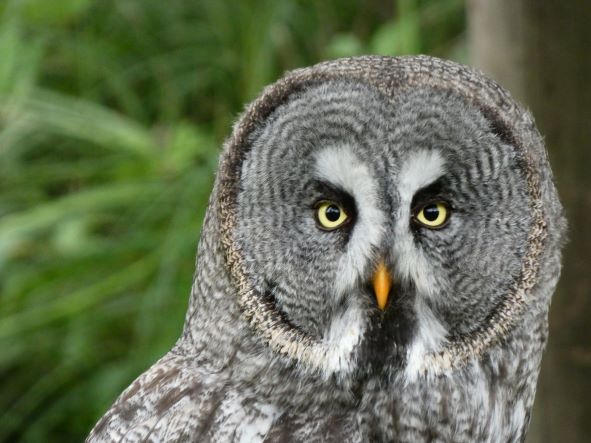 Uccellacci e uccellini #1