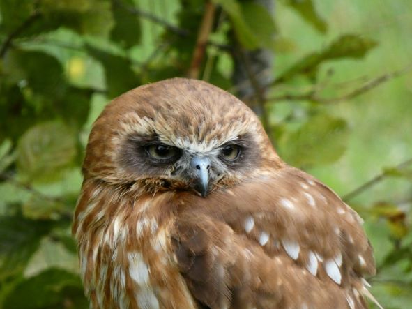 Uccellacci e uccellini #2