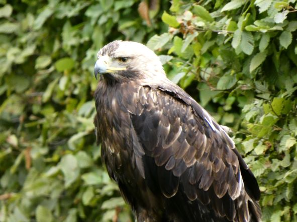 Uccellacci e uccellini #3