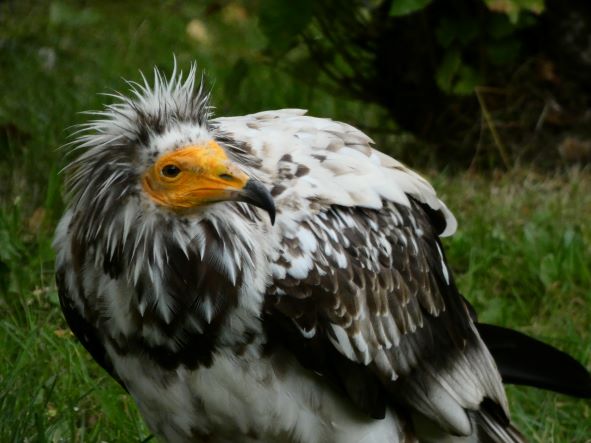 Uccellacci e uccellini #6