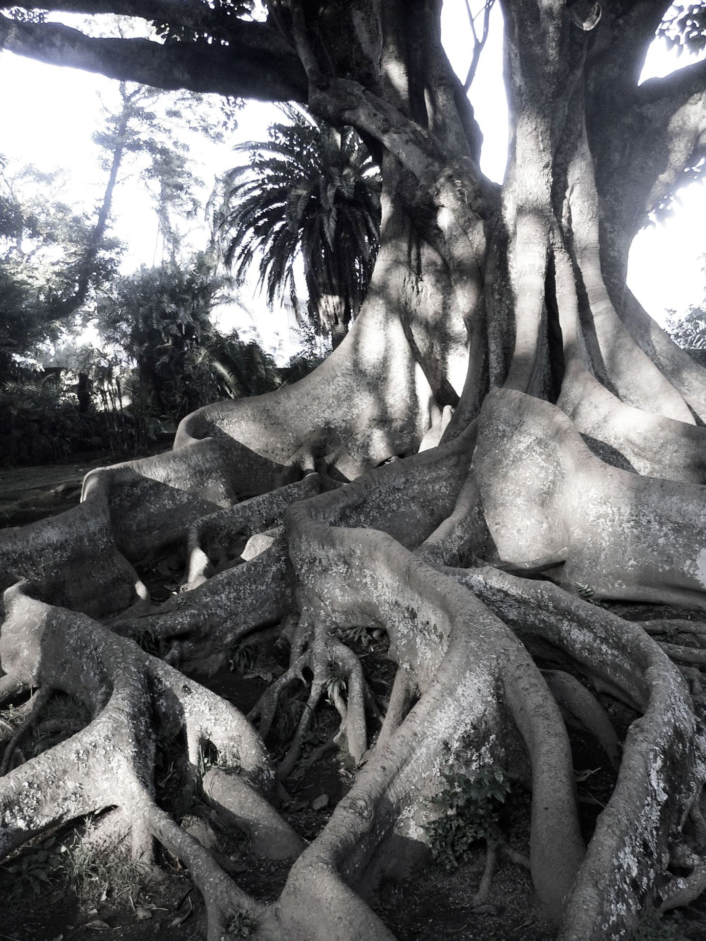 Tall Tall Trees · Açores