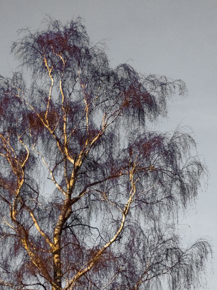 Tall Tall Trees · Manoir de la Groye · bouleau
