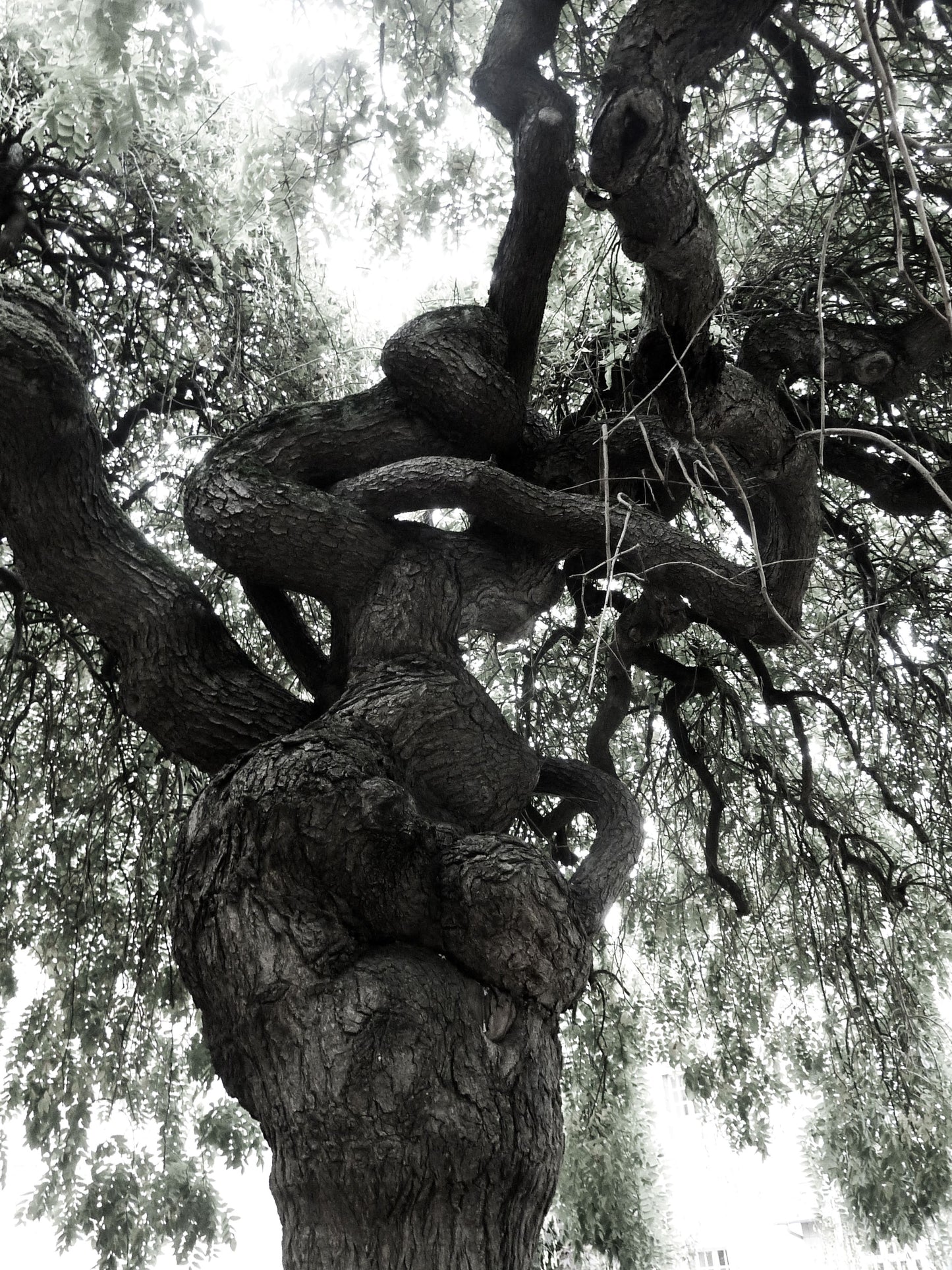 Tall Tall Trees · Rennes