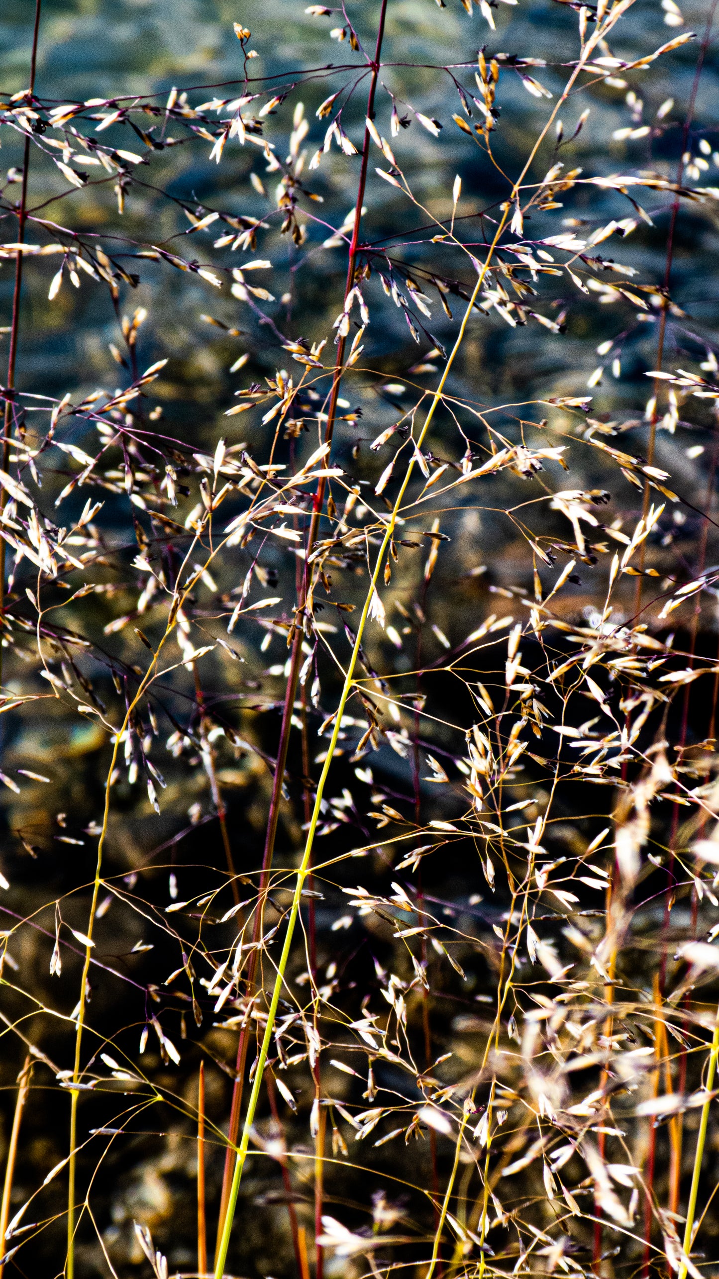 tirage photographique flore du Groenland