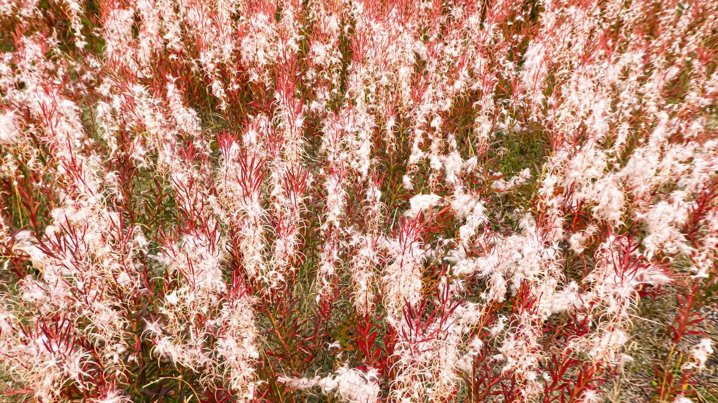 tirage photographique flore du Groenland