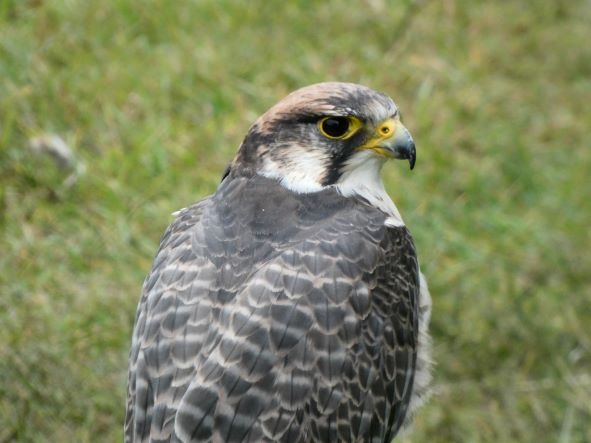 Uccellacci e uccellini #4