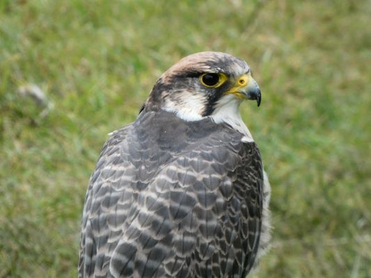 Uccellacci e uccellini #4