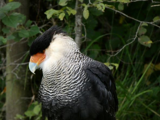 Uccellacci e uccellini #5