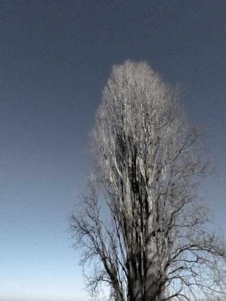 Tall Tall Trees · Manoir de la Groye · peuplier
